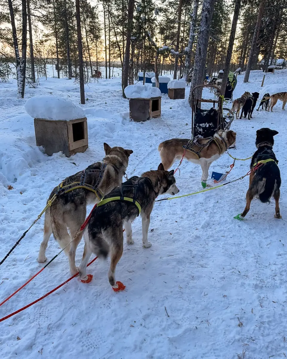 Fertiges Husky-Gespann