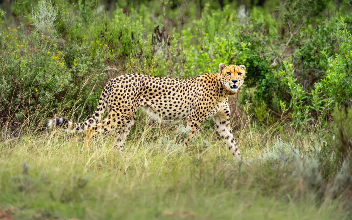 Beobachte die Big Five wie den Gepard in der freien Wildbahn