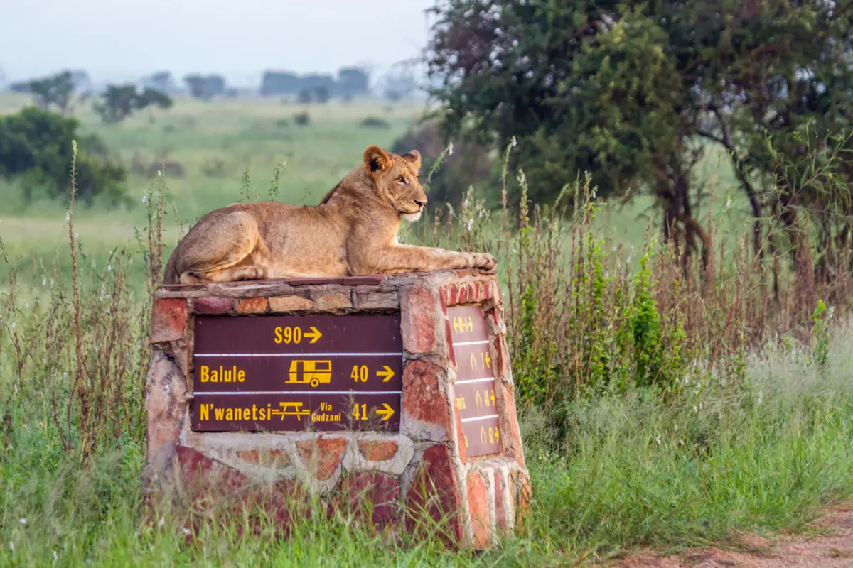 Kruger-Nationalpark Januar bis März alles ist grün