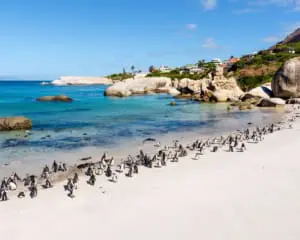 Boulders Beach Pinguine Simons Town