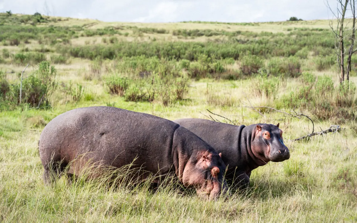 Nilpferde bei der Pirschfahrt, Gondwana Private Game Reserve