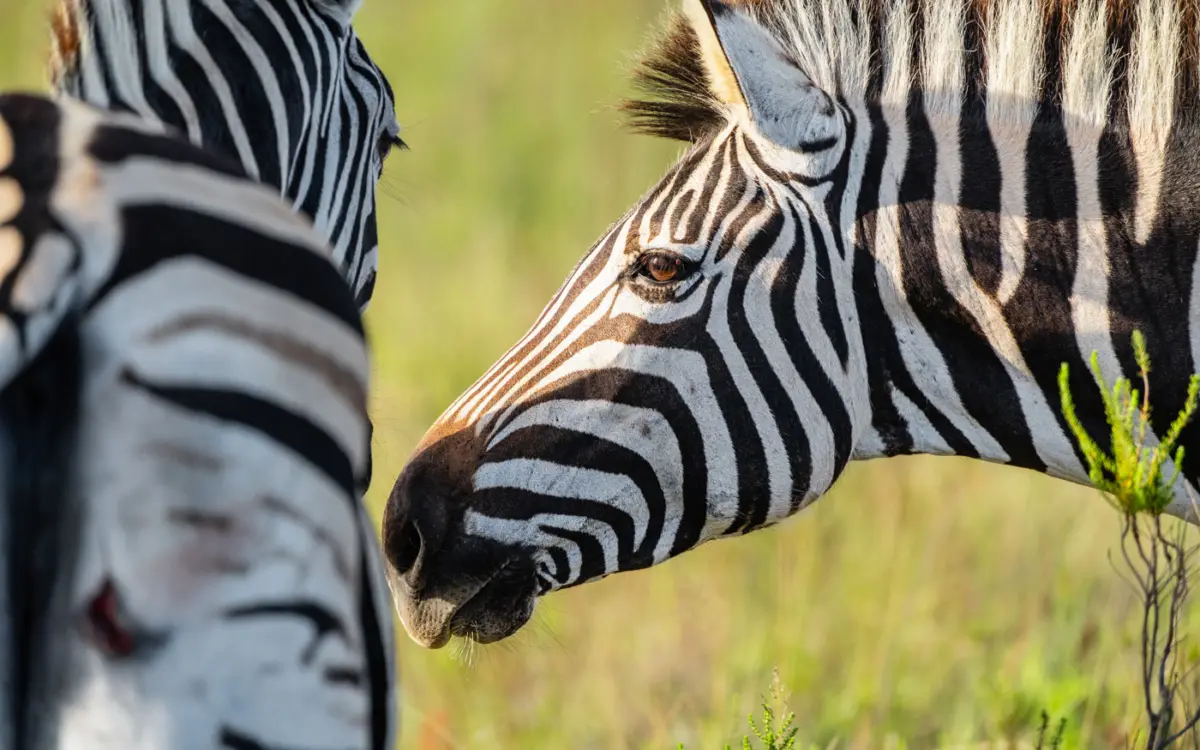 Zebras Pirschfahrt, Gondwana Private Game Reserve