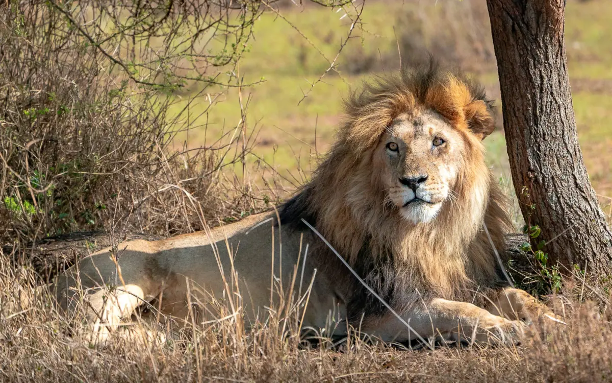 Löwe in der Serengeti Tansania