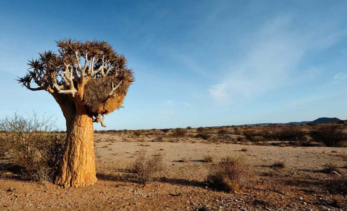 Köcherbaum im Augrabies Falls National Park in Südafrika sind markant für diese Region