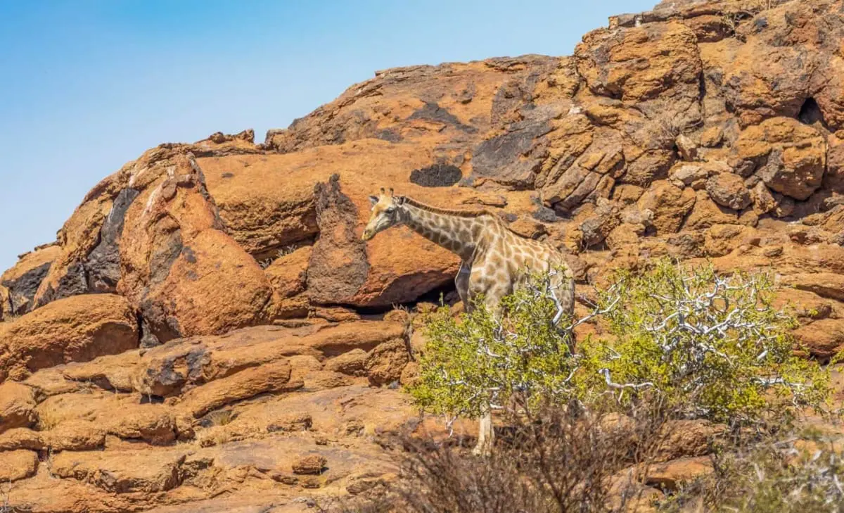 Giraffe im Augrabies Falls National Park