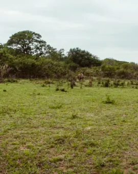 Hluhluwe-iMfolozi-Park in Südafrika Safari zu Fuß Nashorn