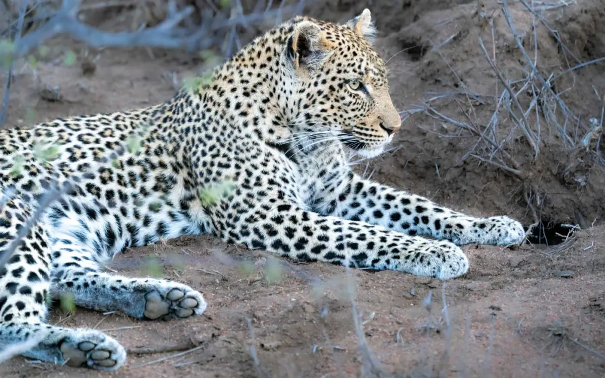 Kruger Nationalpark Leopard