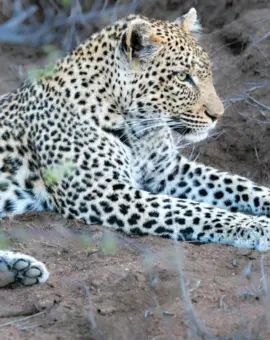 Kruger Nationalpark Leopard