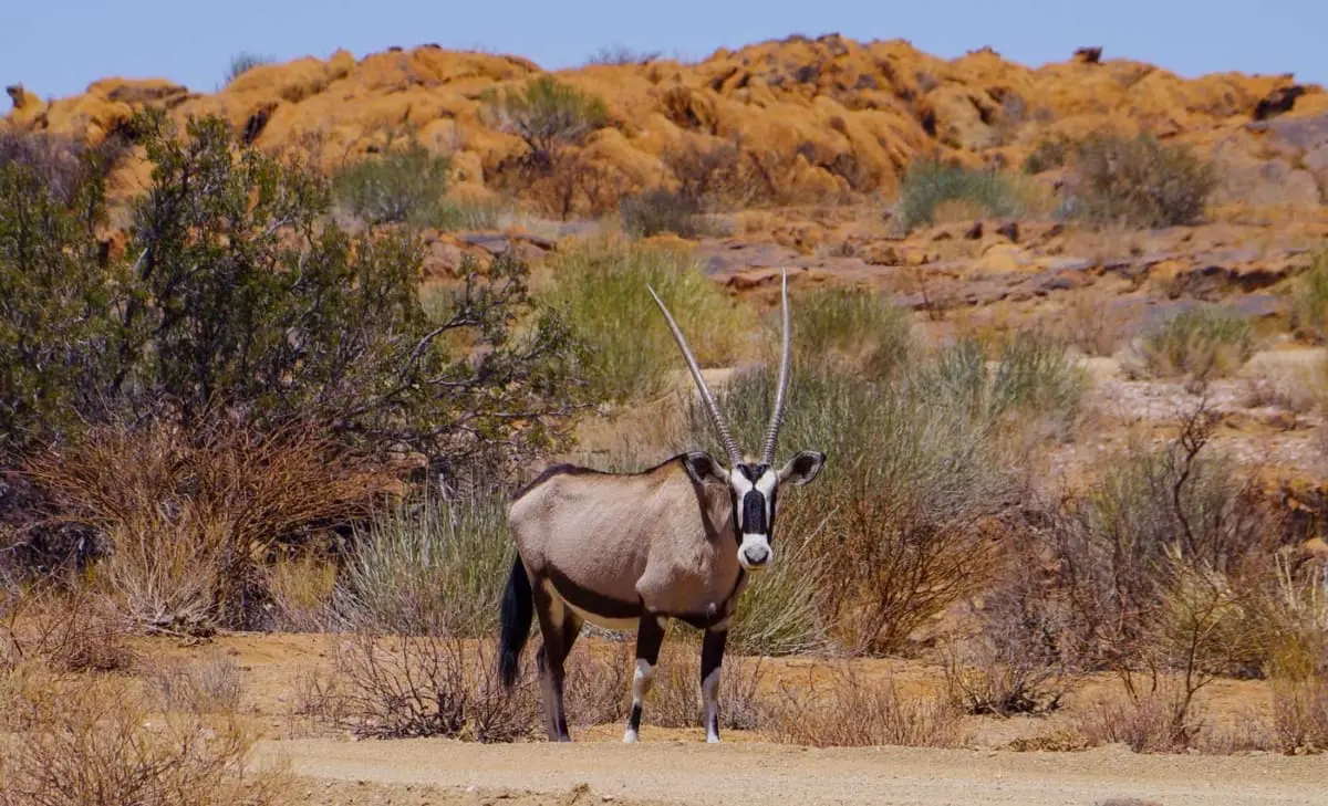 Oryx im Augrabies Falls National Park in Südafrika.