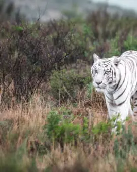 Tiger Canyon Private Game Reserve Südafrika weißer Tiger