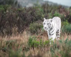 Tiger Canyon Private Game Reserve Südafrika weißer Tiger
