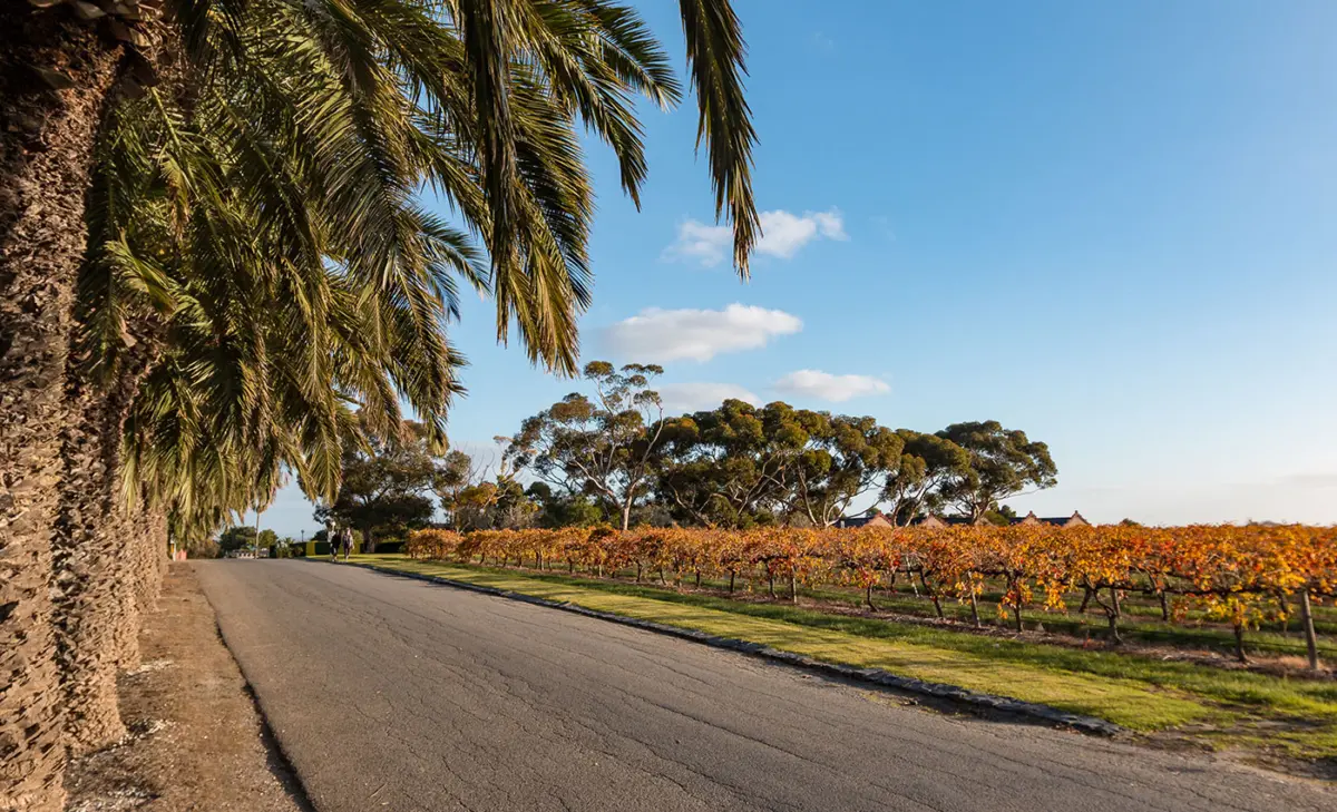 Palmen auf dem Weingut: Gibts nur in Australien, hier Barossa Valley