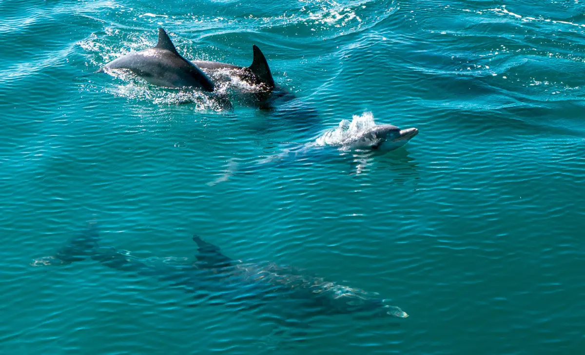 Delfine in Esperance Australien