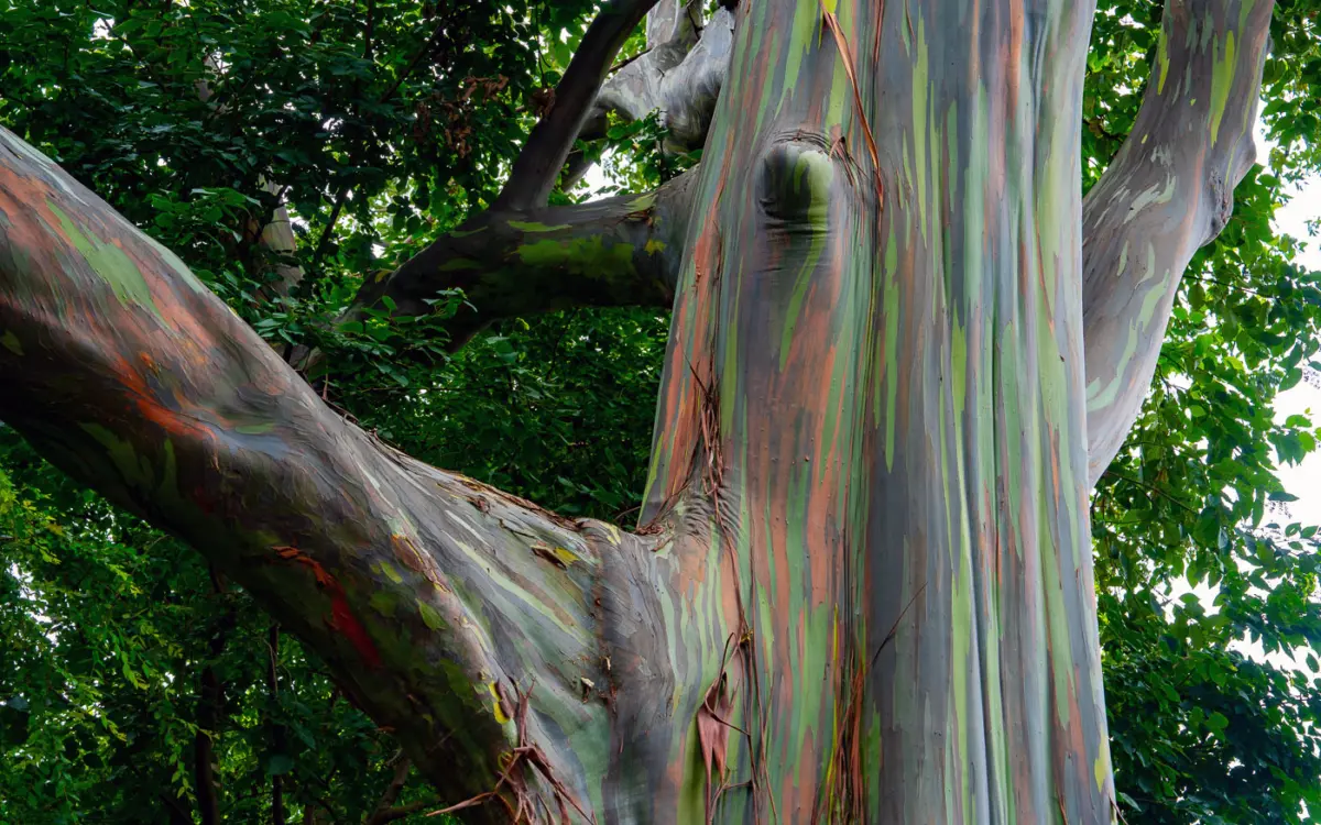 Botanischer Garten Durban: Rainbow Tree oder Avatar Tree