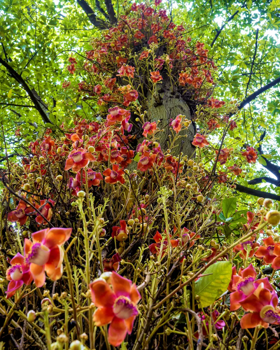 Cannonball Tree im Botanischen Garten von Durban