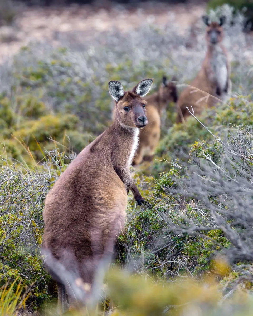 Kängurus auf Kangaroo Island sind schokobraun und kleiner als ihre Artgenossen auf dem Festland