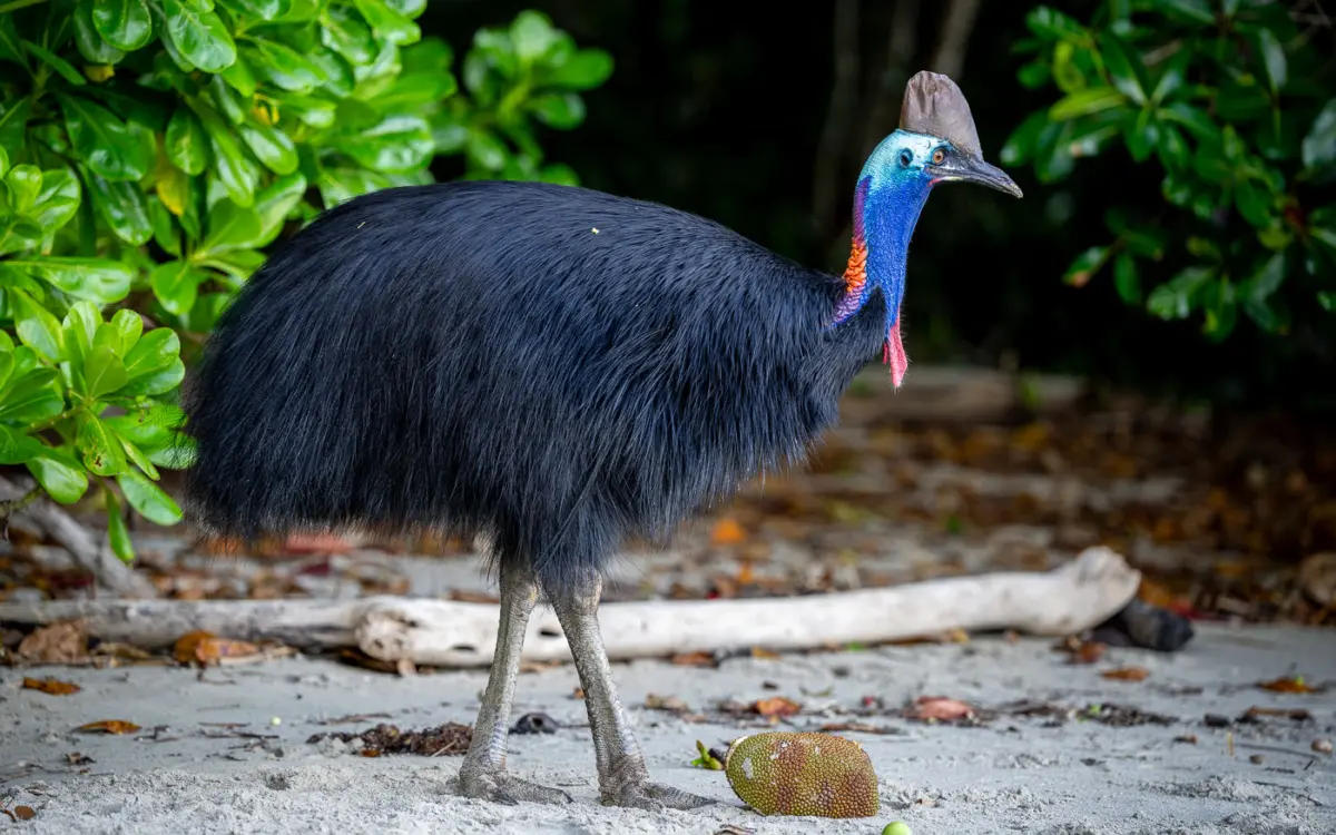 Kasuar in Etty Bay an der Cassowary Coast in Queensland