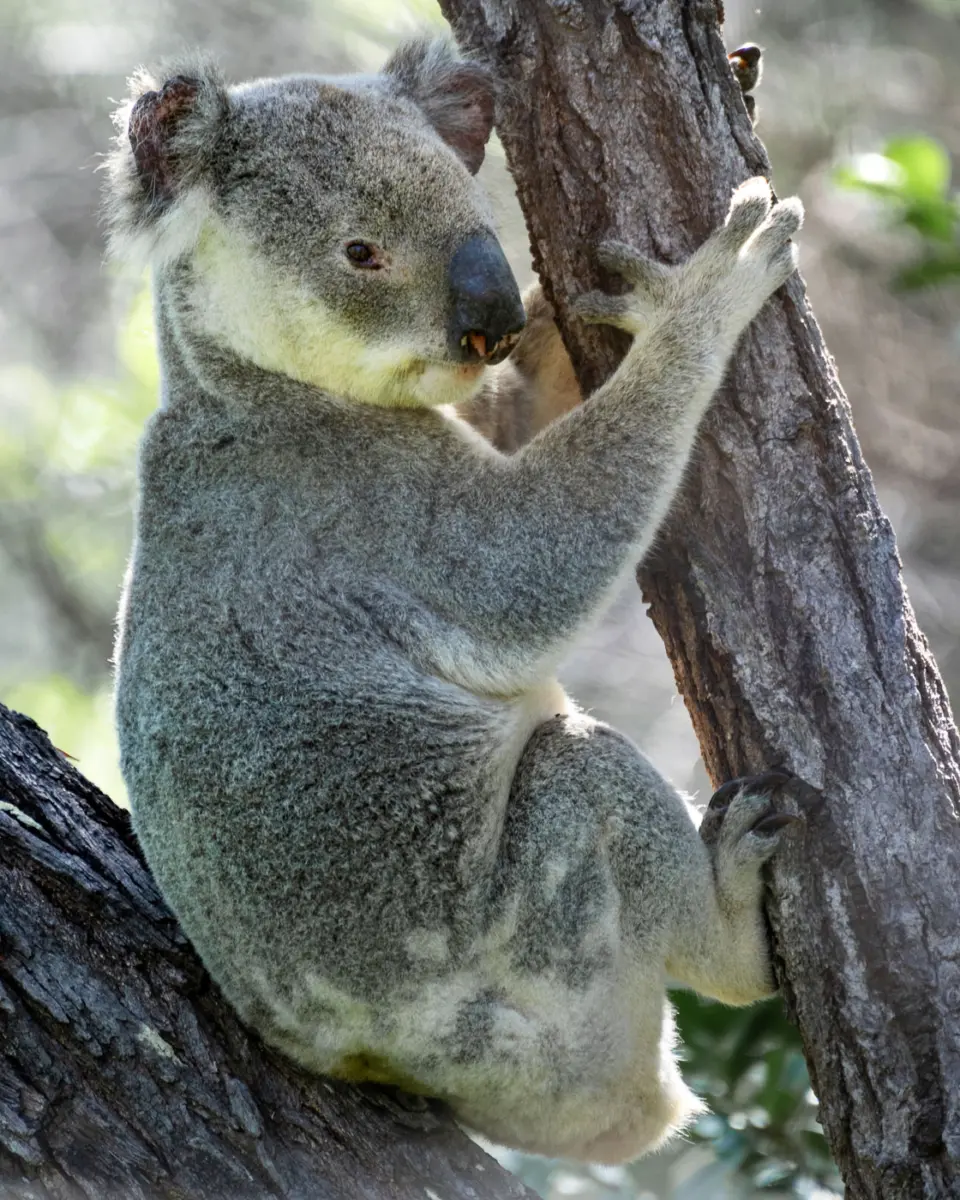 Koala auf Magnetic Island in Queensland