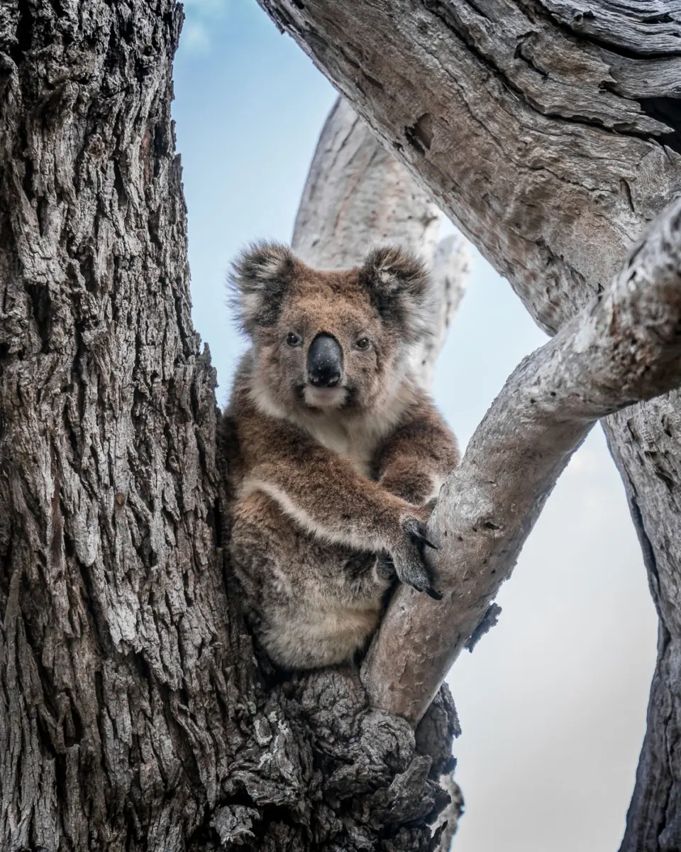 Mein Lieblingsbild eines Koalas: Aufgenommen an der Mikkira Station in Südaustralien