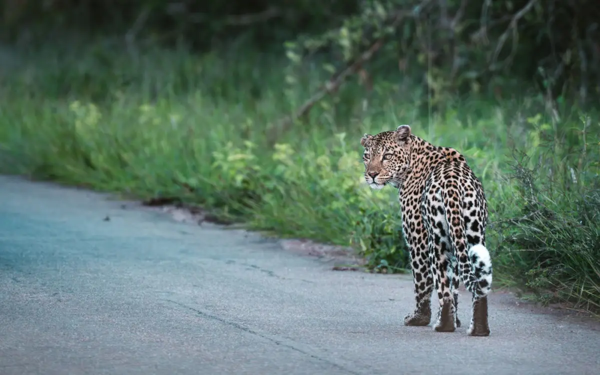 Kruger Nationalpark Routenvorschläge - Sichtung Leopard