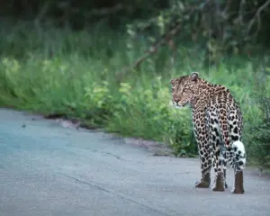 Kruger Nationalpark Routenvorschläge - Sichtung Leopard
