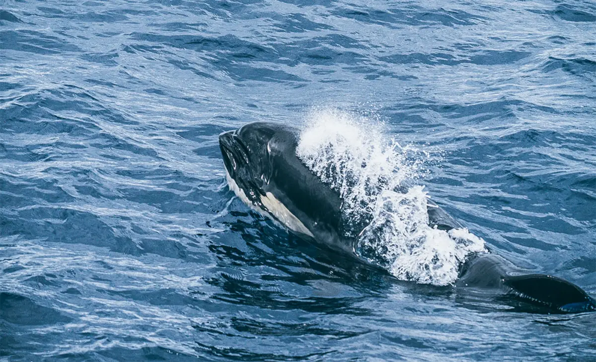 Bremer Bay Orcas Westaustralien Tour