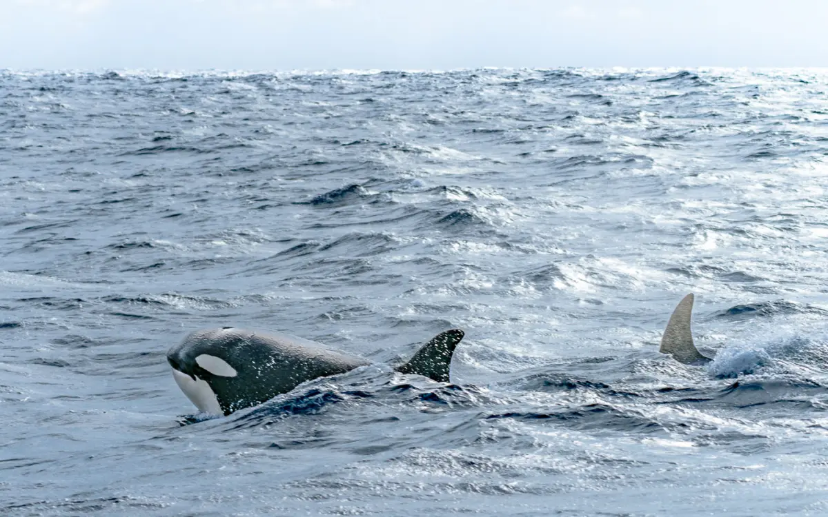 Orcas in Bremer Bay (Westaustralien)