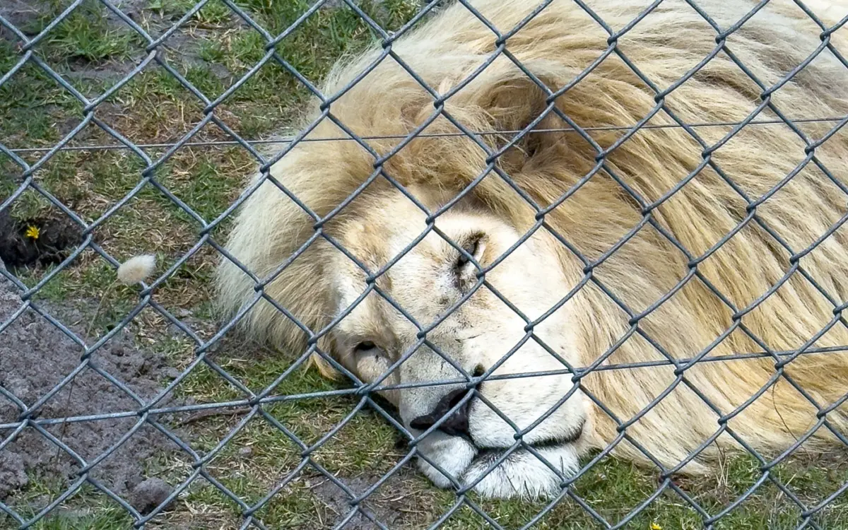 Panthera Africa Big Cat Sanctuary
