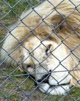Panthera Africa Big Cat Sanctuary