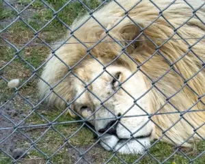 Panthera Africa Big Cat Sanctuary