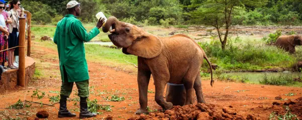 Sheldrich Wildlife Trust Nairoby Nursery Kenia besuchen