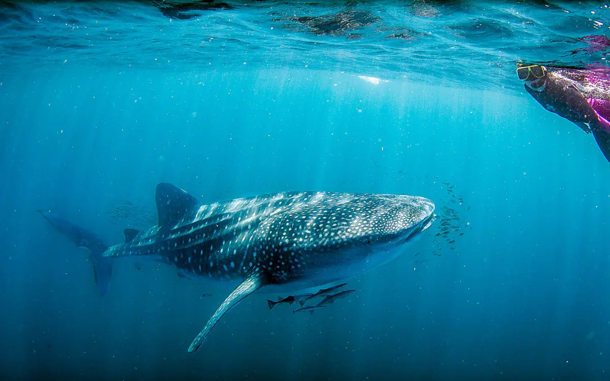 Bucket List Australien: Mit Walhaien schwimmen am Ningaloo Reef