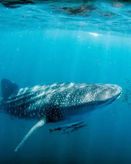 Bucket List Australien: Mit Walhaien schwimmen am Ningaloo Reef