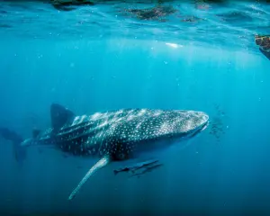 Bucket List Australien: Mit Walhaien schwimmen am Ningaloo Reef