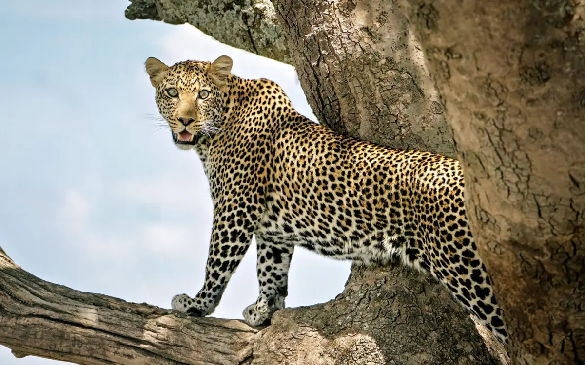 Serengeti Tansania Leopard Baum