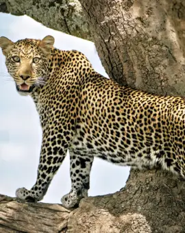 Serengeti Tansania Leopard Baum
