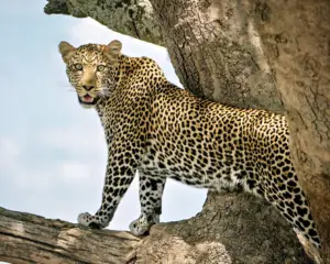 Serengeti Tansania Leopard Baum