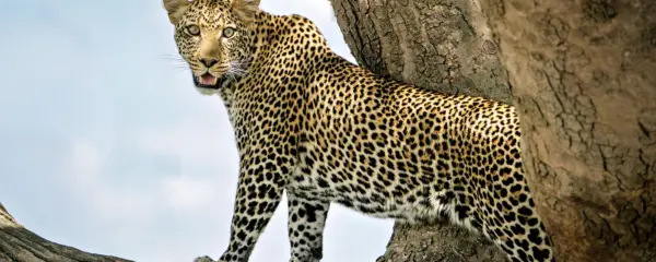 Serengeti Tansania Leopard Baum