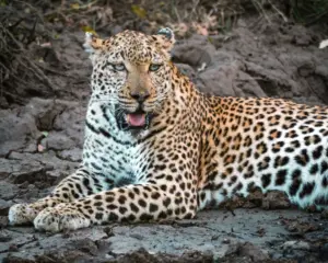 Südafrika Reiseblog Leopard