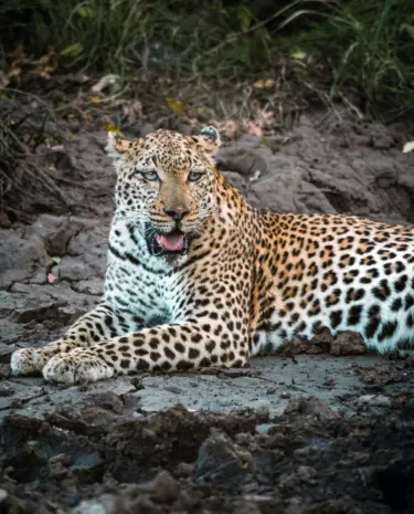 Südafrika Reiseblog Leopard