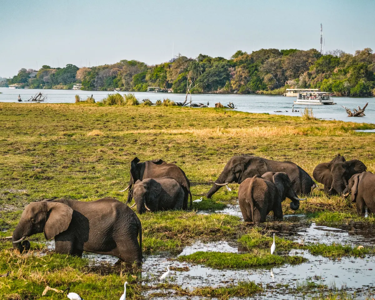 Chobe Nationalpark Botswana Elefanten