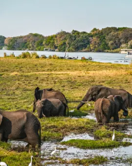 Chobe Nationalpark Botswana Elefanten