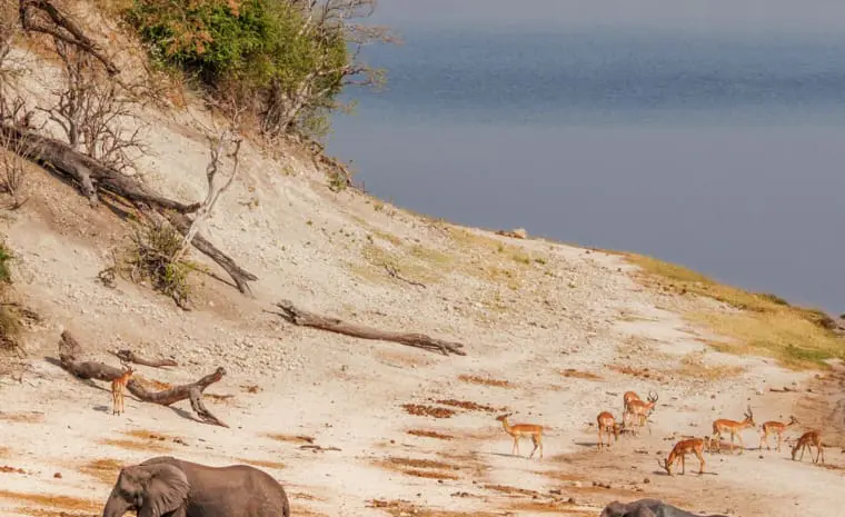 Beste Reisezeit für Botswana: Tiere und Safari