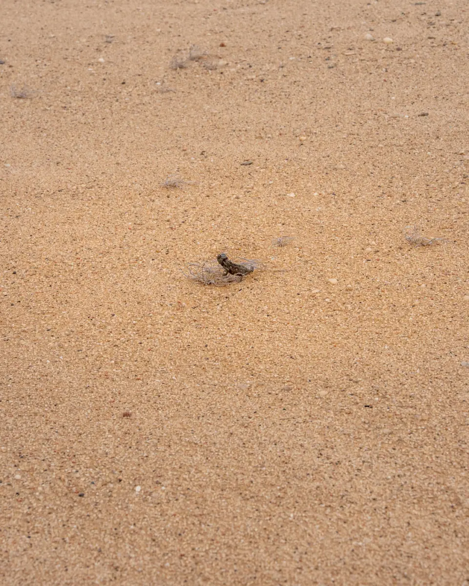 Living Desert Tour in Swakopmund: Ein Namaqua Chamäleon ist schwer zu sehen