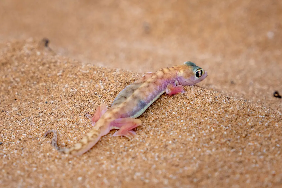 Palmatogecko in der Namib Wüste bei Swakopmund