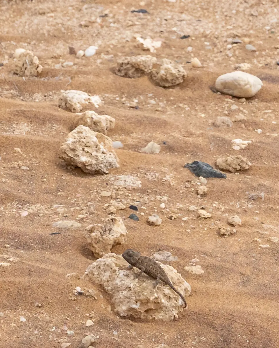 Wüstenchamäleon bei der Living Desert Tour mit Tommy's Living Desert Tours