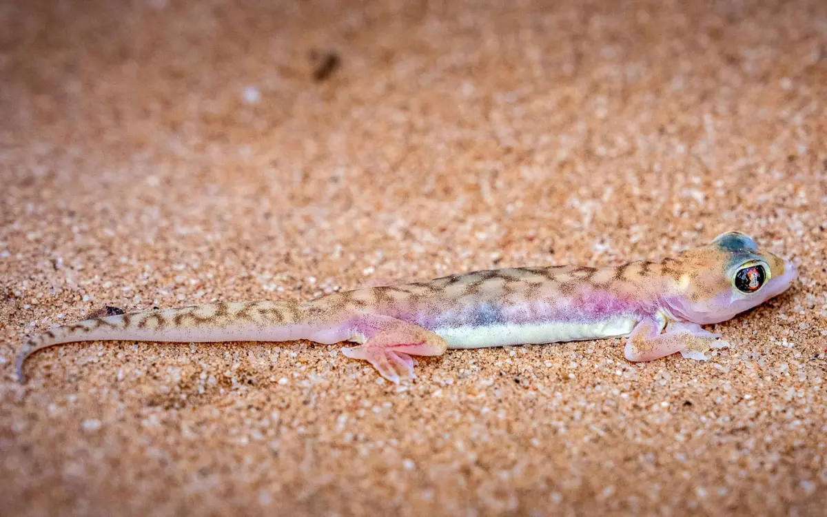 Das Palmatogecko ist fast durchsichtig, erkennt man auf Fotos nicht so gut