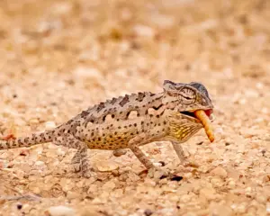 Wüstenchamäleon bei der Living Desert Tour in Swakopmund in Namibia