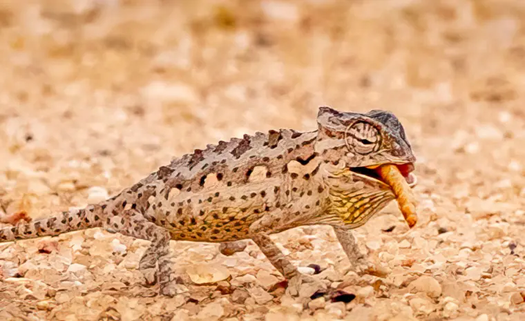 Wüstenchamäleon bei der Living Desert Tour in Swakopmund in Namibia