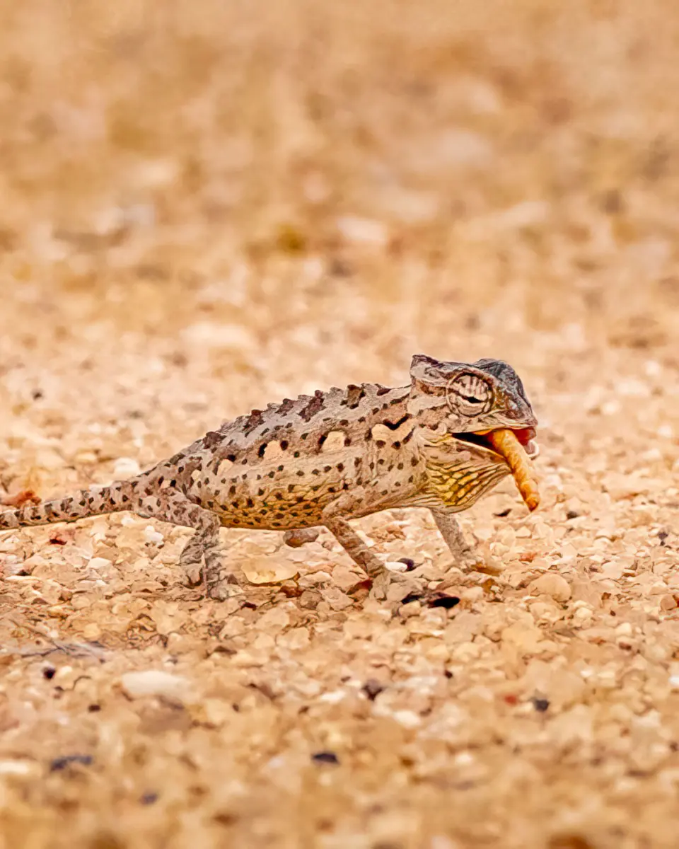 Wüstenchamäleon bei der Living Desert Tour in Swakopmund in Namibia